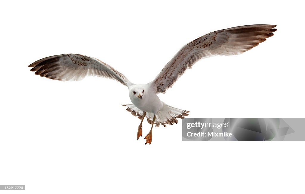 Seagull flying in white background