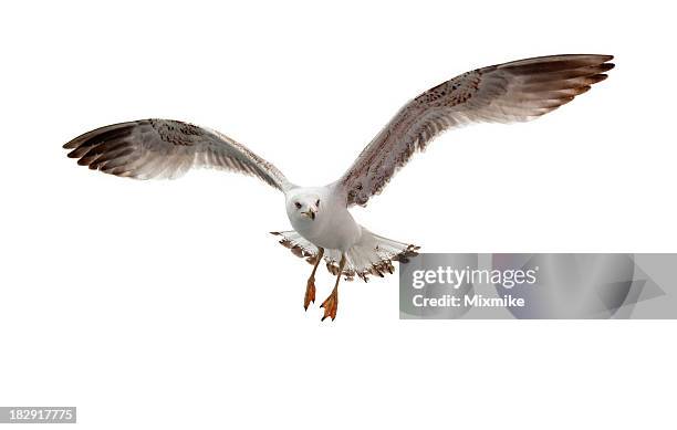 seagull flying in white background - bird flying stock pictures, royalty-free photos & images