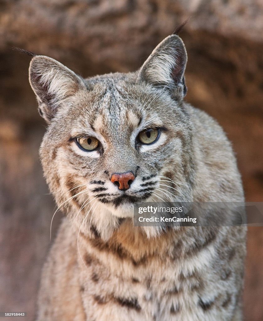 Bobcat looking fiercely at the camera