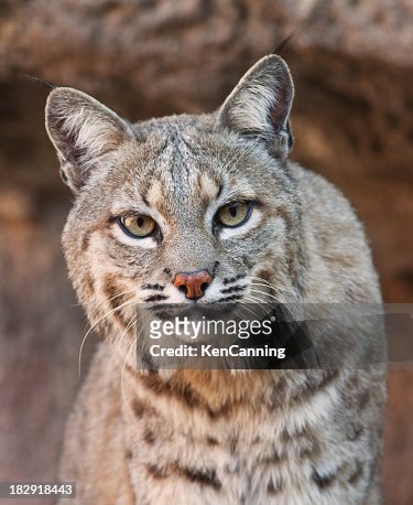 2,330 Bobcat Animal Photos and Premium High Res Pictures - Getty Images