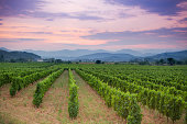 Vineyard and rolling hills in french countryside at sunset