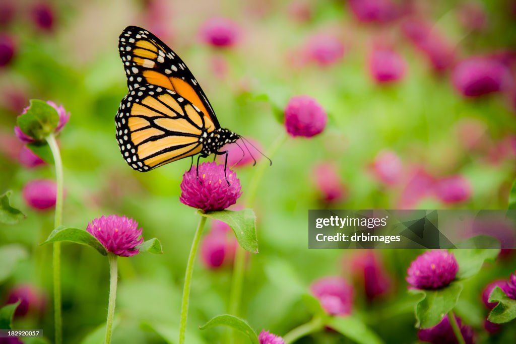 Monarch (Tiger Plexippus