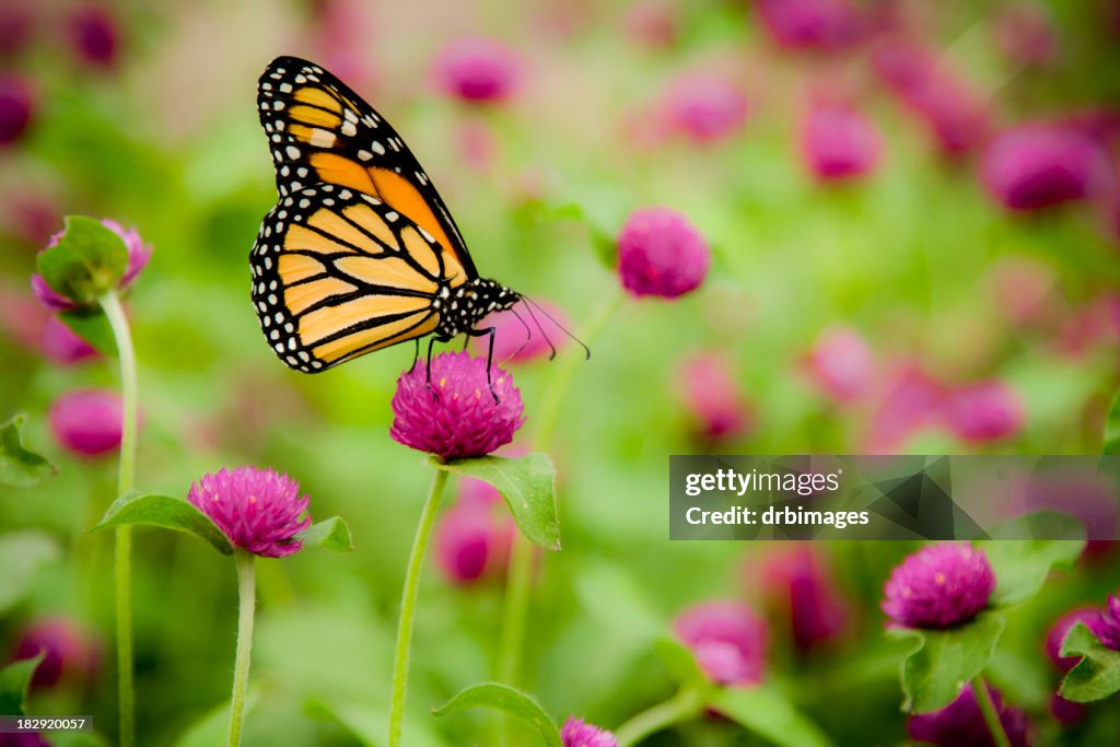 Monarch Butterfly (Danaus Plexippus)