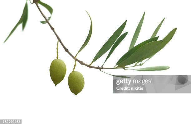 olive branch - olives stockfoto's en -beelden