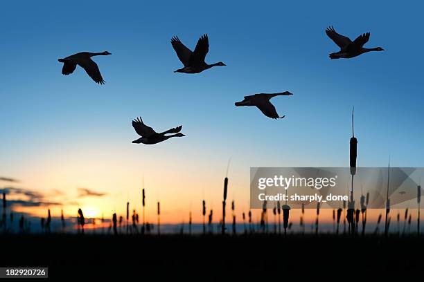 xxl tierwanderung kanadagänsen bei sonnenuntergang - vogelschwarm formation stock-fotos und bilder