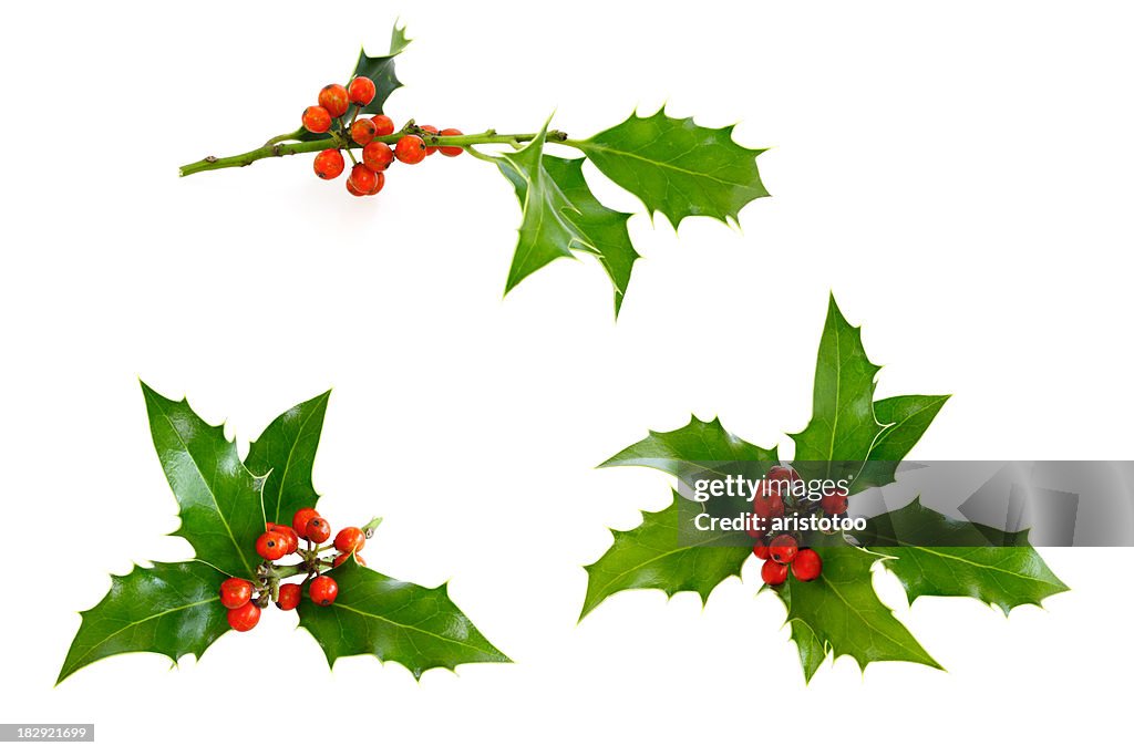 Isolated Holly Twig Selection