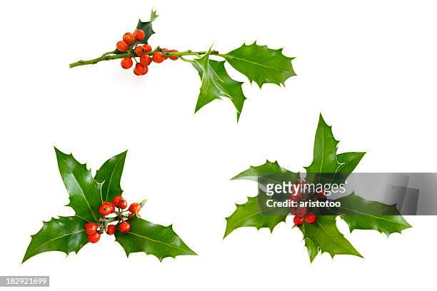 isolated holly twig selection - twig stock pictures, royalty-free photos & images