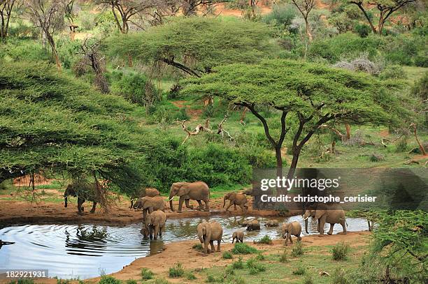 wide angle photograph of some grey elephants at a waterhole - animal herd stock pictures, royalty-free photos & images