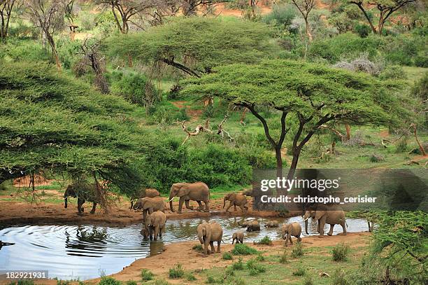 wide angle photograph of some grey elephants at a waterhole - african elephant 個照片及圖片檔