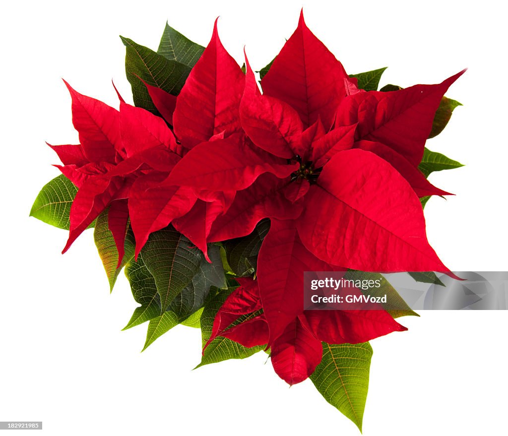 Poinsettia Flower