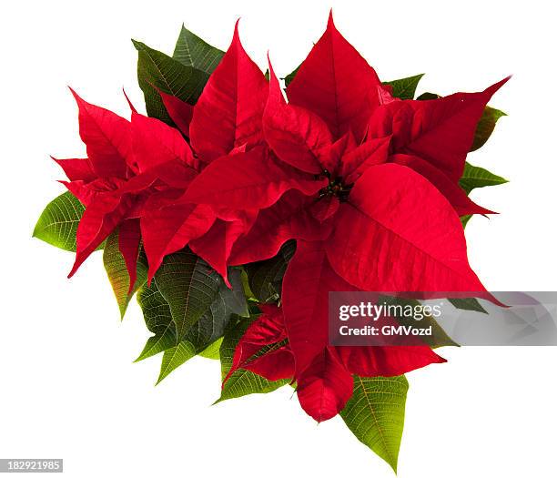 poinsettia flower - christmas star stock pictures, royalty-free photos & images
