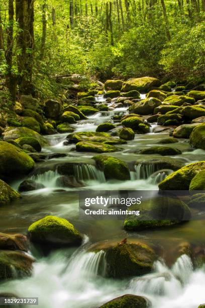 water cascade in great smoky mountains national park - roaring fork motor nature trail stock pictures, royalty-free photos & images