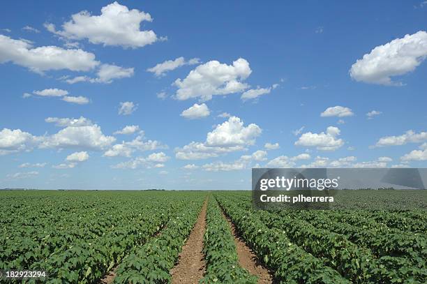 campo de algodón y nubes - planta de algodón fotografías e imágenes de stock