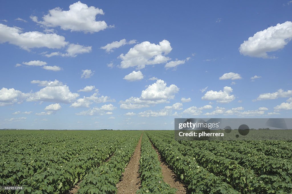 Cotton Field and Clouds