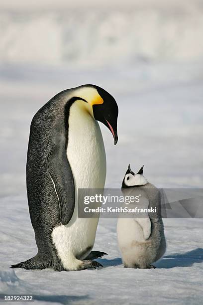 adult and baby penguin in the snow - baby penguin stock pictures, royalty-free photos & images