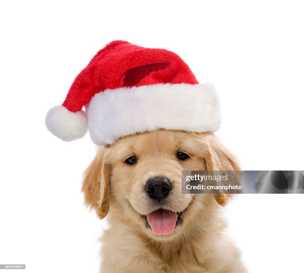 Golden Retriever Santa Puppy smiling