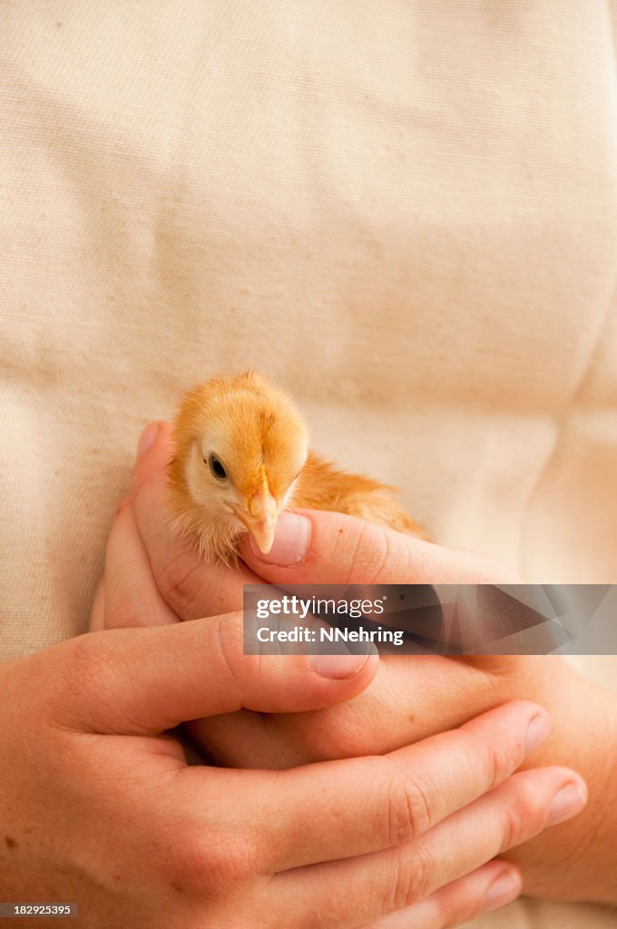 Hands holding chick