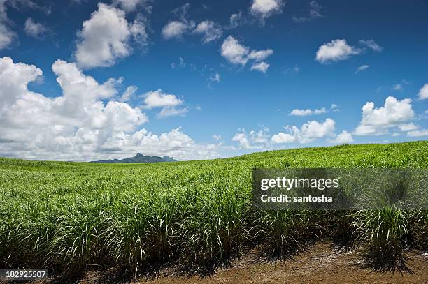 zuckerrohr-feld - sugar cane field stock-fotos und bilder