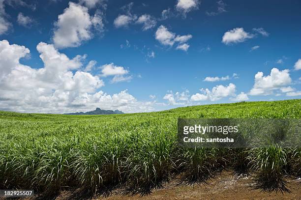 sugarcane field - sugar cane field stock pictures, royalty-free photos & images