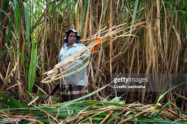 zuckerrohr harvest - sugar cane field stock-fotos und bilder
