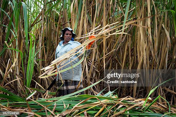 raccolto di canna da zucchero - canna da zucchero foto e immagini stock