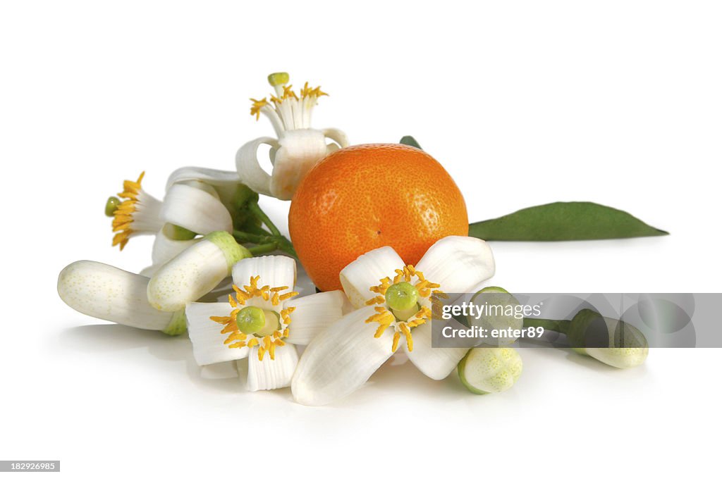 Orange Blossoms