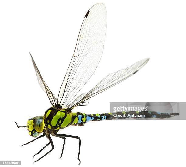 - libelle - dragon fly stock-fotos und bilder