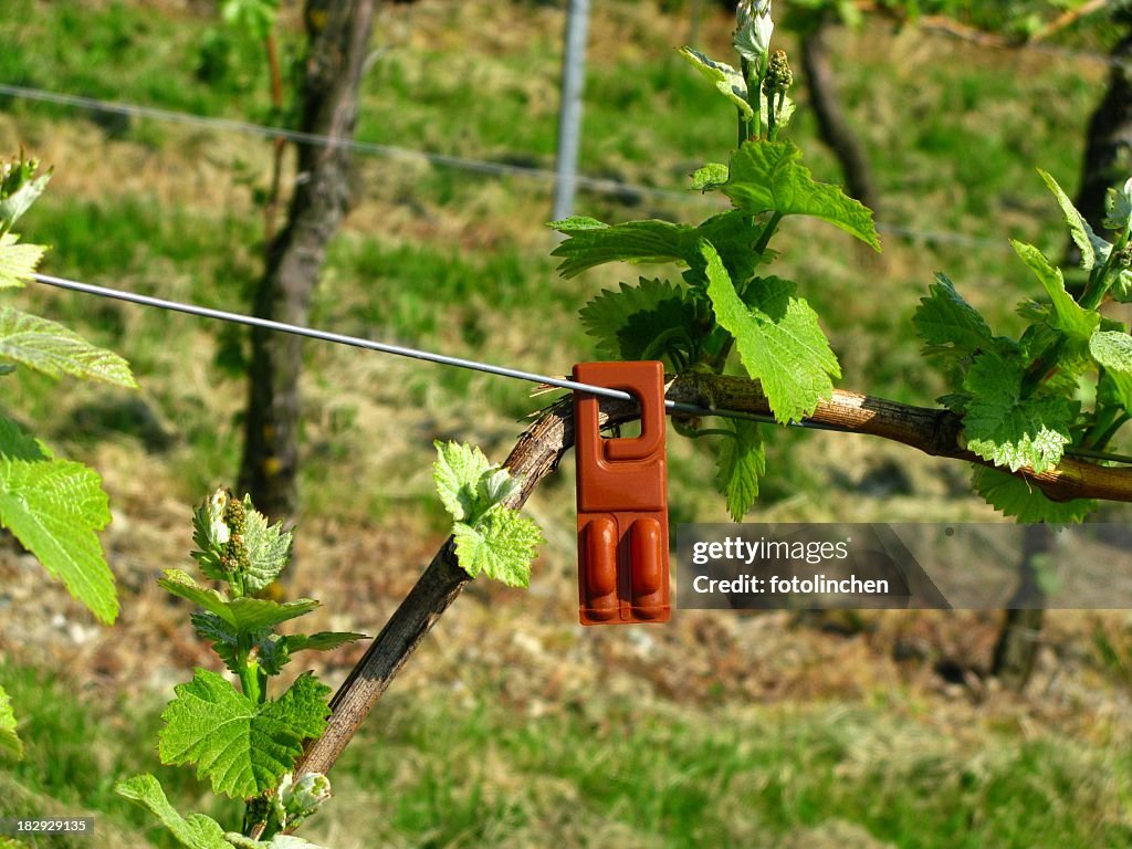 Vineyard