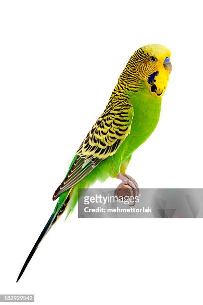green budgie - tropical bird white background stock pictures, royalty-free photos & images
