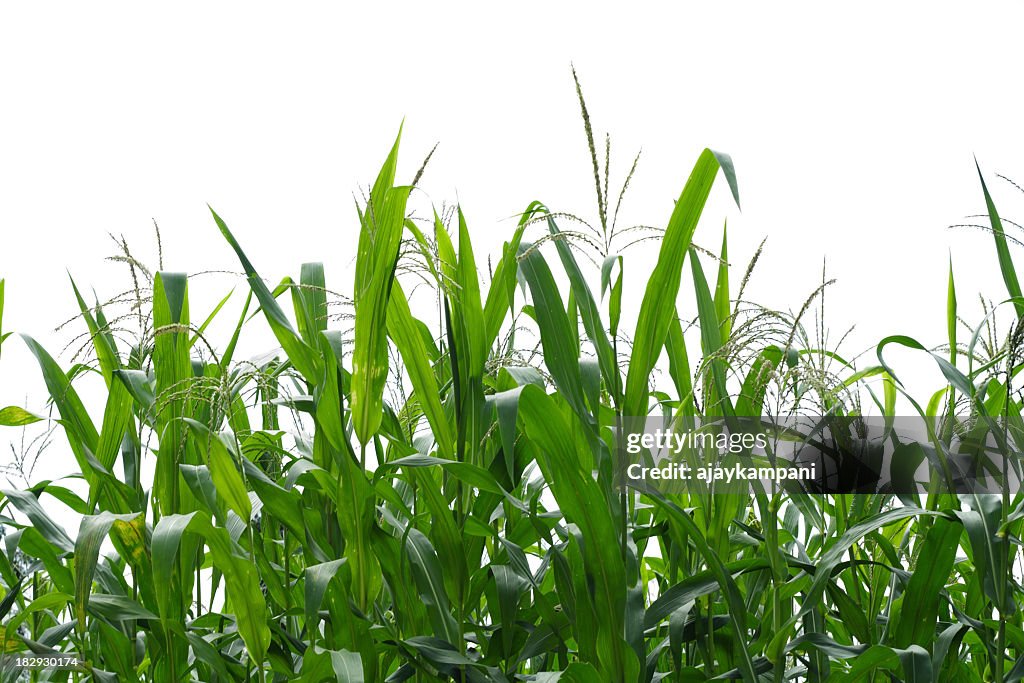 Corn field.