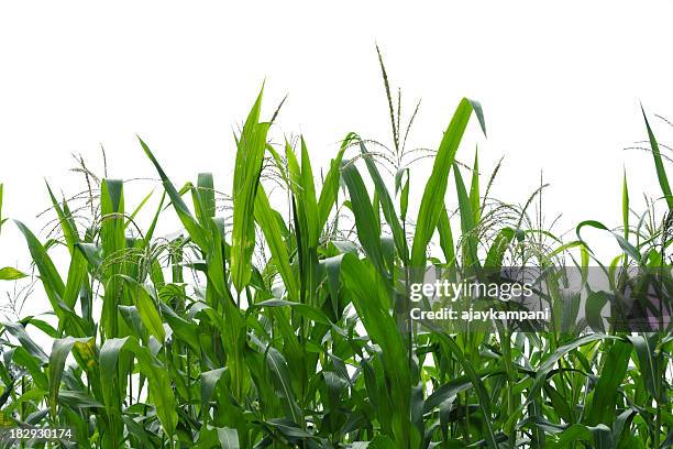 corn field. - indian corn stock pictures, royalty-free photos & images