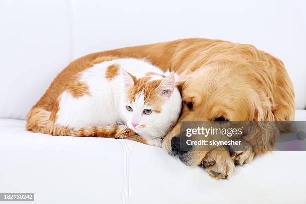 cat and dog resting together. - of dogs and cats together stock pictures, royalty-free photos & images