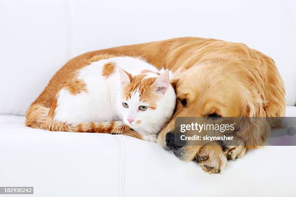 cat and dog resting together. - cat and dog together bildbanksfoton och bilder