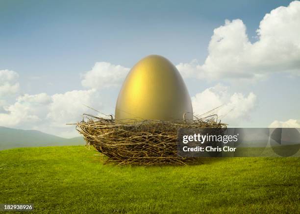 golden egg in bird's nest - bird nest stock pictures, royalty-free photos & images