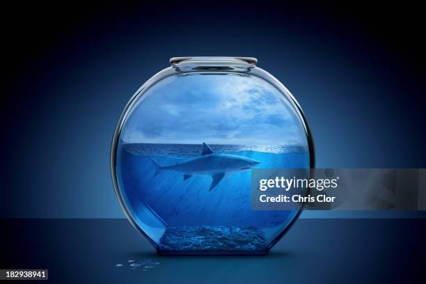 shark swimming in fishbowl - goldfish bowl stock pictures, royalty-free photos & images