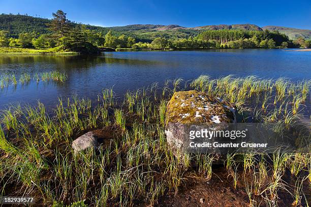 loch trool in the galloway forest park, dumfries and galloway, scotland, united kingdom - verwaltungsbehörde dumfries and galloway stock-fotos und bilder