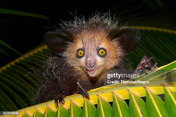 aye-aye -daubentonia madagascariensis- on a palm frond, masoala peninsula, madagascar - maki stock-fotos und bilder
