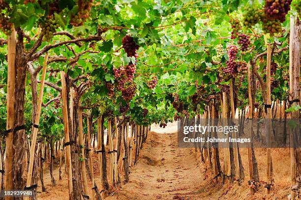 view of vineyard - no película chilena de 2012 fotografías e imágenes de stock