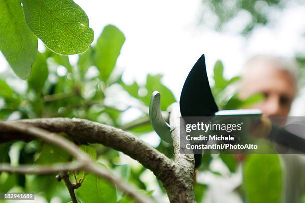 man pruning shrub - prunes stock pictures, royalty-free photos & images