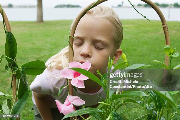 girl smelling mandevilla blossoms - mandevilla stock pictures, royalty-free photos & images