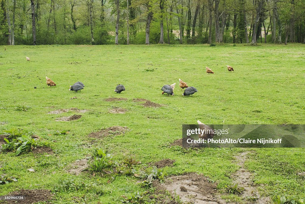 Chickens and guinea fowls pecking in a meadow