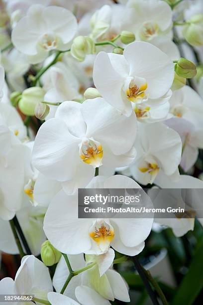 Orchid Flowers High-Res Stock Photo