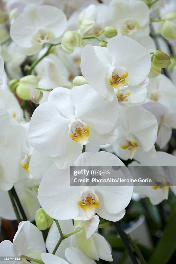 Orchid flowers