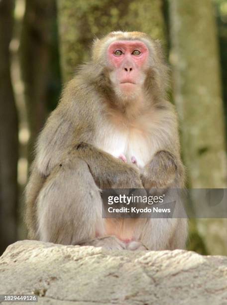 Photo taken on Dec. 6 shows Yakei, a Japanese macaque monkey and the first known female leader of the troop between July 2021 and May 2023, at the...