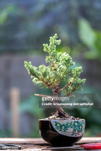 juniperus procumbens , bonsai - small juniper stock pictures, royalty-free photos & images