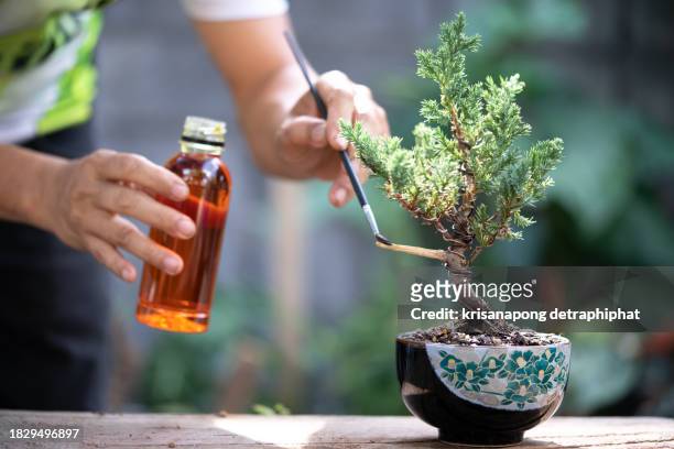 bonsai,juniperus procumbens - small juniper stock pictures, royalty-free photos & images