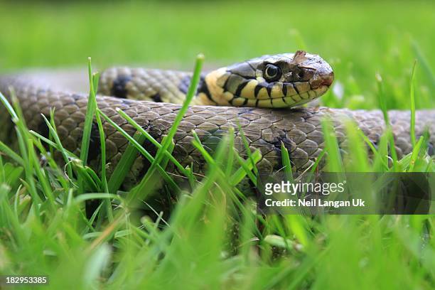 english grass snake in garden - grass snake stock pictures, royalty-free photos & images
