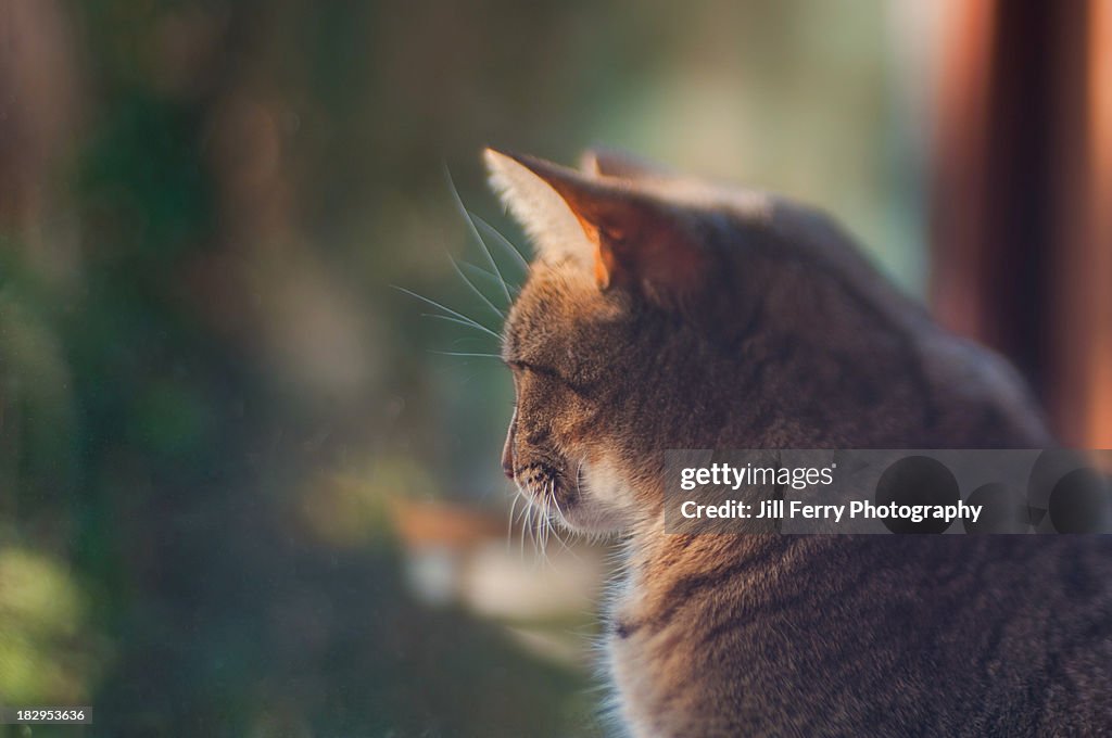 Cat in the window