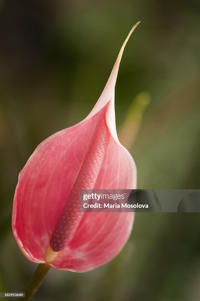 A Close-up of Anthurium Flower