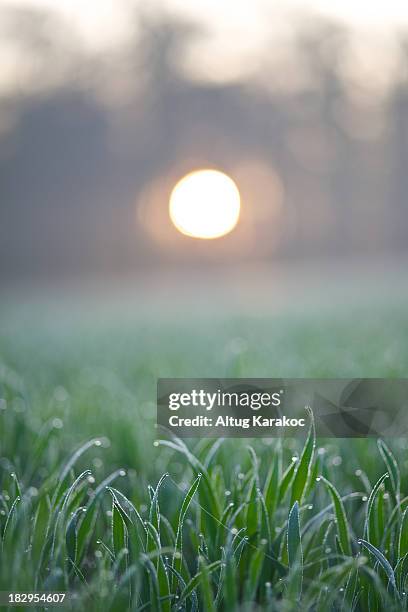 sunrise dew - altug karakoc stock pictures, royalty-free photos & images